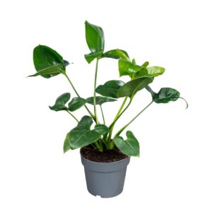 Philodendron Fun Bun Philodendron Fun Bun 14cm
(6 Plants/Order)(14cmP 45cmH)