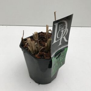 Miscanthus x giganteus Miscanthus 'Giganteus'
(6 Plants/Order)(17cmP 30cmH)