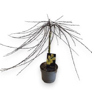 Salix repens Iona Salix repens 'Iona' 30cm stam C2/P17
(6 Plants/Order)(17cmP 55cmH)