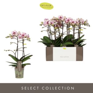 Phalaenopsis Multiflora Exclusivo Athena 2 spike
(6 Plants/Order)(12cmP 45cmH)