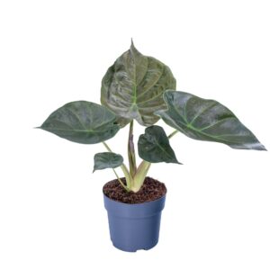 Alocasia wentii Alocasia Wentii 17cm
(6 Plants/Order)(17cmP 65cmH)