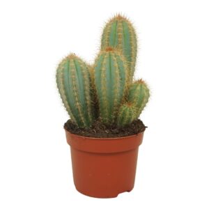 Pilosocereus pachycladus Pilosocereus pachycladus 12 cm
(6 Plants/Order)(12cmP 20cmH)