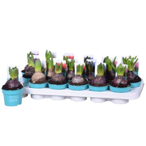 Hyacinthus Hyacinthus mix 'Diamond Collection' 9cm
(18 Plants/Order)(9cmP 15cmH)