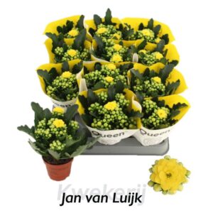 Kalanchoe pink Flowers Tori Ruth
(12 Plants/Order)(6cmP 14cmH)