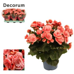 Begonia Borias Begonia ''borias'' 13 cm Decorum
(6 Plants/Order)(13cmP 30cmH)
