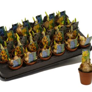 Bolbloemen Bollenmix 5cm kan afwijken From Picture
(30 Plants/Order)(5cmP 10cmH)