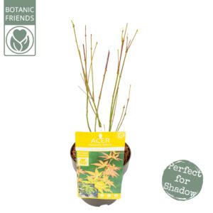 Acer palmatum Orange Dream Acer palm. 'Orange Dream'
(6 Plants/Order)(15cmP 45cmH)