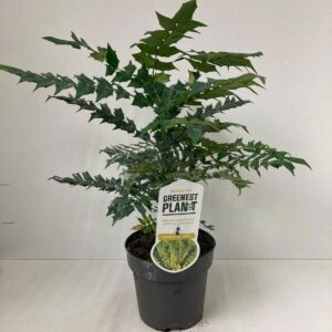Mahonia media Charity Mahonia media 'Charity'
(6 Plants/Order)(17cmP 30cmH)