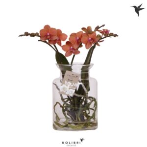 Phalaenopsis other orange (meerder Kolibri Orchids Phalaenopsis Roots orange in Glas stolp transparant
(7 Plants/Order)(16cmP 50cmH)