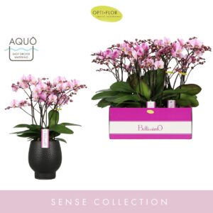 Phalaenopsis Multiflora Bellissimo Angelo in Abruzzo Black Aquo
(3 Plants/Order)(15cmP 50cmH)