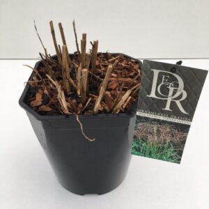 Miscanthus sinensis Ferner Osten Miscanthus 'Ferner Osten'
(1 Plants/Order)(23cmP 70cmH)
