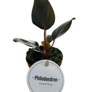 Philodendron Philodendron Squamicaule Red
(20 Plants/Order)(6cmP 15cmH)
