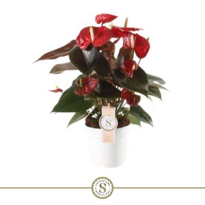 Anthurium Coral Champion Coral Champion 14cm
(8 Plants/Order)(14cmP 50cmH)