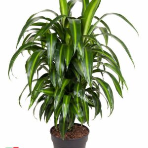 Dracaena Hawaiian Sunshine Dracaena Hawaiiana busch P24
(1 Plants/Order)(24cmP 90cmH)