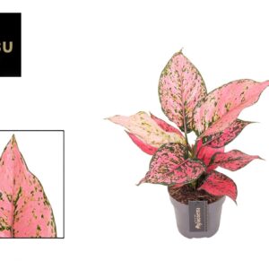 Aglaonema other Aglaonema Spicy Pink
(10 Plants/Order)(12cmP 30cmH)