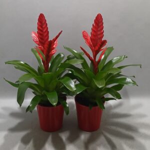 Vriesea Stream Vriesea Stream red Coco
(6 Plants/Order)(13cmP 45cmH)
