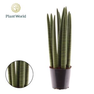 Sansevieria Cylindrica Sansevieria cylindrica 'Spaghetti'
(14 Plants/Order)(12cmP 40cmH)