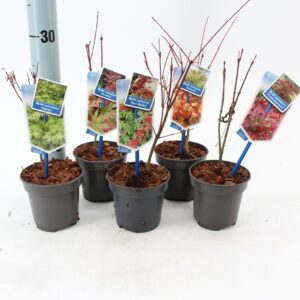 Acer palmatum Acer palmatum mix P10,5 (minimale order one layer)
(12 Plants/Order)(10.5cmP 25cmH)