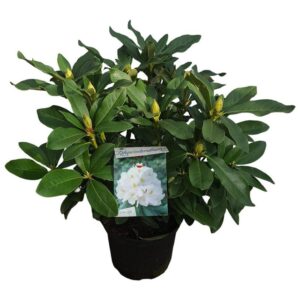 Rhododendron Cunninghams White Rhododendron 'Cunningham's White'
(1 Plants/Order)(23cmP 60cmH)