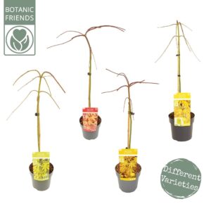 Acer palmatum Acer palm. Cascade mix
(1 Plants/Order)(19cmP 80cmH)