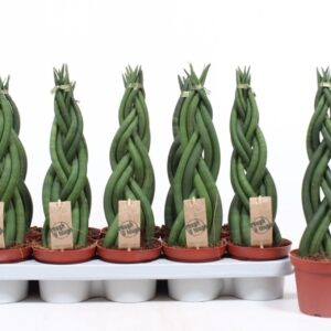 Sansevieria Cylindrica Sansevieria Twister
(10 Plants/Order)(12cmP 40cmH)
