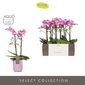 Phalaenopsis Multiflora Exclusivo Cupido 2 spike in Molise Lilac Aquo
(6 Plants/Order)(12cmP 45cmH)