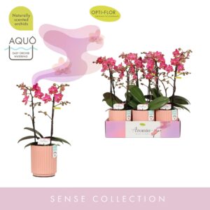 Phalaenopsis Multiflora Aromio Floral 2 spike in Molise Salmon Aquo
(6 Plants/Order)(12cmP 35cmH)