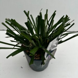 Liriope Moneymaker Liriope 'Moneymaker'
(6 Plants/Order)(17cmP 25cmH)