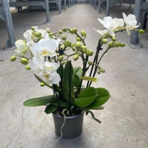 Phalaenopsis Multiflora Botanico Sandra 10,5
(15 Plants/Order)(10.5cmP 35cmH)