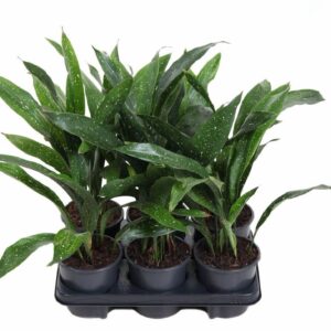 Aspidistra Milky Way Aspidistra Milky Way P13
(6 Plants/Order)(13cmP 50cmH)