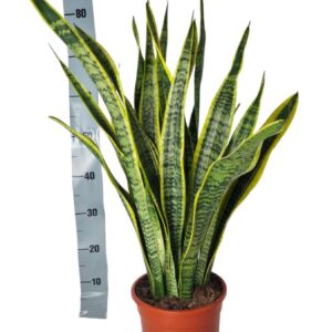 Sansevieria Laurentii Sansevieria Laurentii 21 cm
(3 Plants/Order)(21cmP 80cmH)
