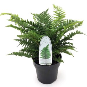 Dryopteris affinis Crispa Dryopteris aff. 'Crispa' ES15 1,7l
(6 Plants/Order)(15cmP 15cmH)