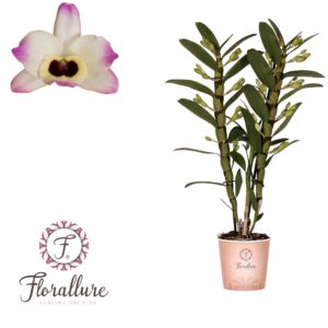 Dendrobium nobile 'Sunny Eyes' Dendrobium Nobile Sunny eyes 2 stam 14+ receme Florallure
(4 Plants/Order)(12cmP 50cmH)