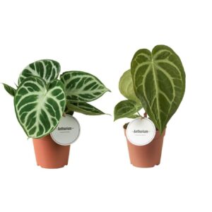 Anthurium Leaf Anthurium mix
(10 Plants/Order)(12cmP 20cmH)