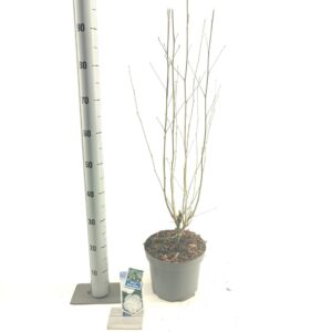 Hibiscus syriacus White Chiffon Hibiscus syr. White Chiffon ('Notwoodtwo'PBR)
(1 Plants/Order)(23cmP 70cmH)