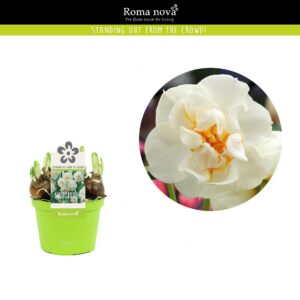 Narcissus Bridal Crown Narcissus Bridal Crown 12cm
(10 Plants/Order)(12cmP 14cmH)