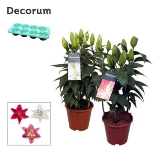 Lilium Oriental mix 13cm
(8 Plants/Order)(13cmP 40cmH)