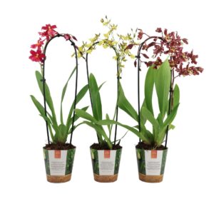 Cambria Inca Cambria mix Cascade in Jungle cover
(8 Plants/Order)(12cmP 50cmH)