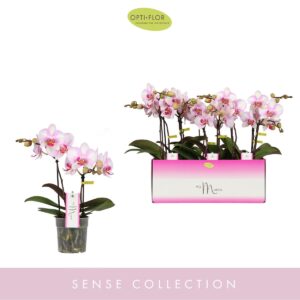 Phalaenopsis Multiflora MyMonro Make-up 2 spike
(6 Plants/Order)(12cmP 45cmH)