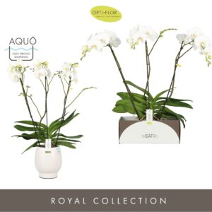 Phalaenopsis white more Ripsen Theatro Classico 3 spike in Abruzzo White Aquo
(2 Plants/Order)(17cmP 85cmH)