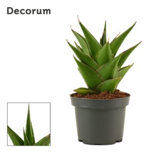 Sansevieria other Sansevieria Temple Crown 9 cm (Decorum)
(18 Plants/Order)(9cmP 17cmH)