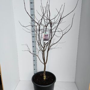 Acer palmatum Bloodgood Acer palmatum 'Bloodgood'
(1 Plants/Order)(43cmP 150cmH)