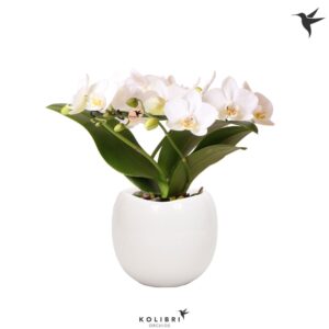 Phalaenopsis Multiflora Kolibri Orchids Phalaenopsis Halo white in Bowl Pot
(3 Plants/Order)(9cmP 30cmH)
