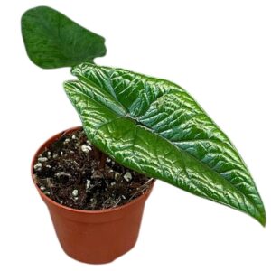 Alocasia Alocasia Scalprum
(7 Plants/Order)(8cmP 12cmH)