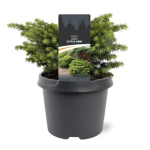 Picea abies Little Picea abies 'Little Gem'
(1 Plants/Order)(19cmP 25cmH)