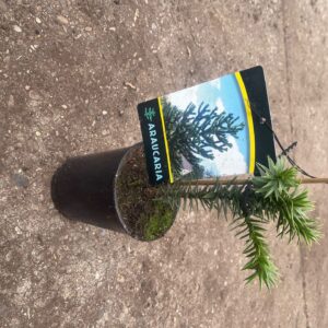 Araucaria araucana Araucaria araucana C1
(10 Plants/Order)(15cmP 15cmH)