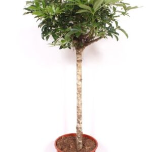 Schefflera Compacta Schefflera arboricola 'Compacta'
(1 Plants/Order)(34cmP 160cmH)