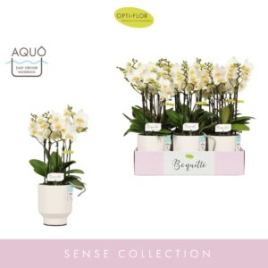 Phalaenopsis Multiflora Boquetto Beauty 3-5 spike in Emilia White Aquo
(6 Plants/Order)(12cmP 45cmH)