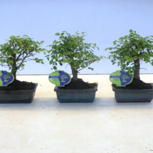 Bonsai Zelkova parvifolia, 15cm., broom, without driptray
(10 Plants/Order)(15cmP 25cmH)