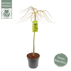 Acer palmatum Acer palm. 'Cascade Emerald' C14 halfstam
(1 Plants/Order)(30cmP 160cmH)
